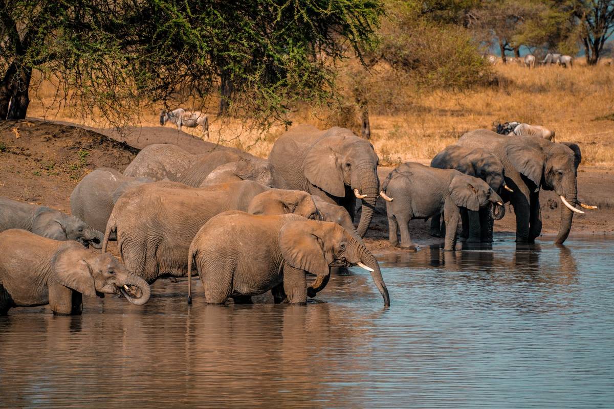 Arusha National Park Walking & Game Safari