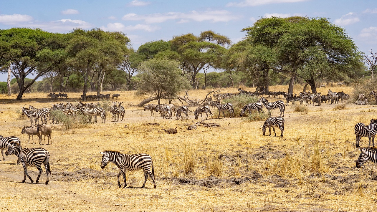 Kilimanjaro and Serengeti landscapes