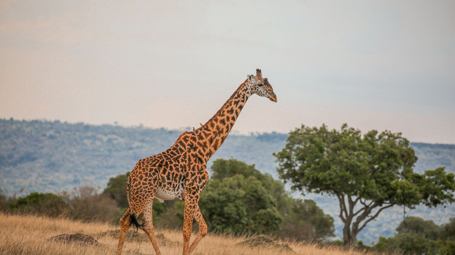 Tanzania Nature & Safari